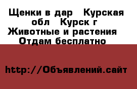 Щенки в дар - Курская обл., Курск г. Животные и растения » Отдам бесплатно   